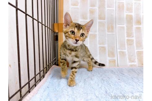 成約済の東京都のベンガル-38893の7枚目