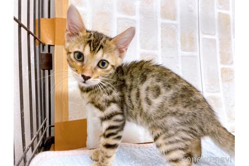 成約済の東京都のベンガル-38893の8枚目