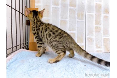 成約済の東京都のベンガル-38893の9枚目