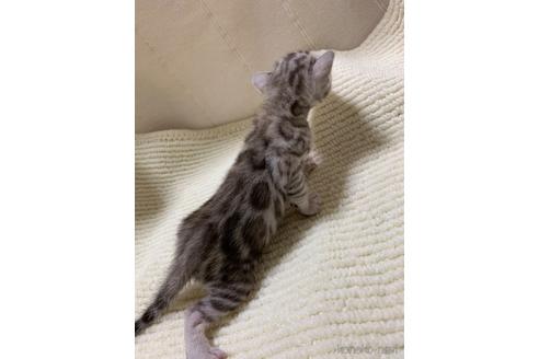 成約済の東京都のベンガル-38826の9枚目
