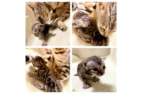 成約済の東京都のベンガル-38826の7枚目