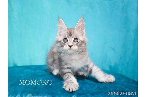 貴重 希少 三匹の猫 マリアンヌ・スタルク 【公式通販】