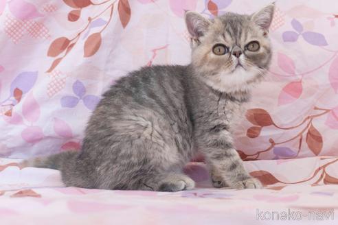 成約済の東京都のエキゾチックショートヘア-33804の7枚目