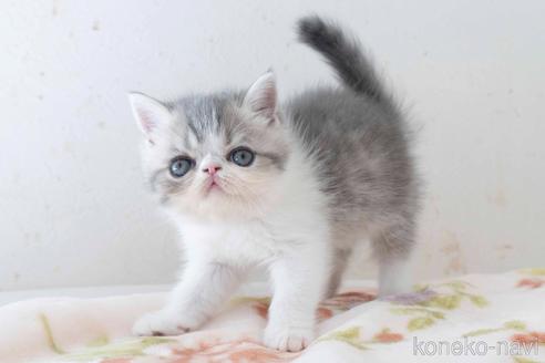 成約済の東京都のエキゾチックショートヘア-39734の3枚目