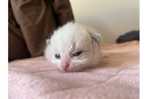 成約済の静岡県のラグドール-38425の8枚目