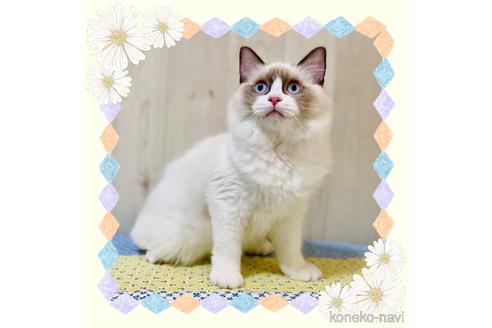 成約済の大阪府のラグドール-30638の1枚目