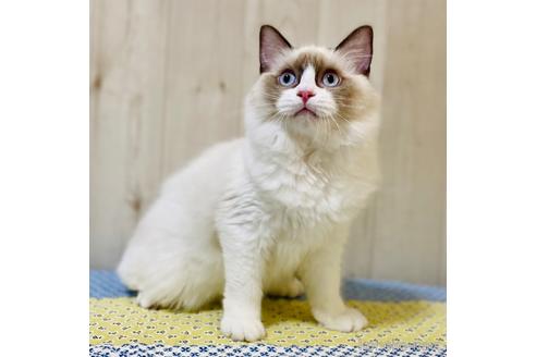 成約済の大阪府のラグドール-30638の2枚目