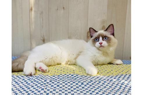 成約済の大阪府のラグドール-30638の4枚目