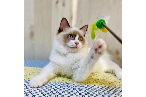 成約済の大阪府のラグドール-30638の5枚目