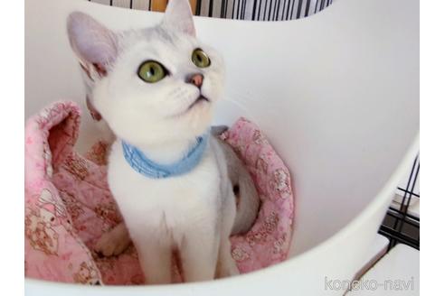 成約済の東京都のその他の猫種-29662の3枚目