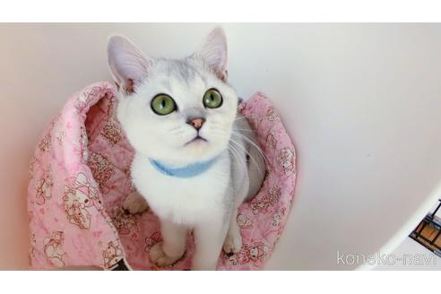 成約済の東京都のその他の猫種-29662の2枚目