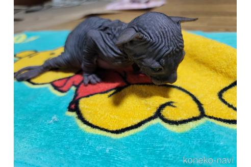 成約済の千葉県のスフィンクス-39307の5枚目