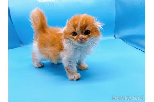 成約済の東京都のスコティッシュフォールド-39979