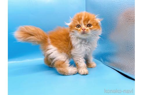 成約済の東京都のスコティッシュフォールド-39979の2枚目