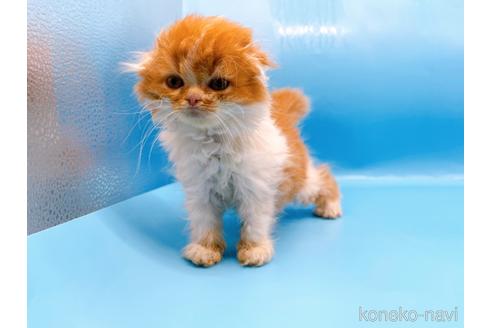 成約済の東京都のスコティッシュフォールド-39979の3枚目