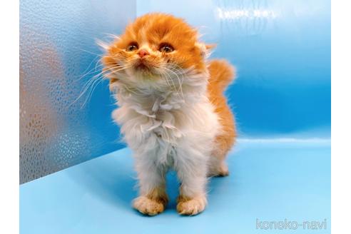 成約済の東京都のスコティッシュフォールド-39979の4枚目