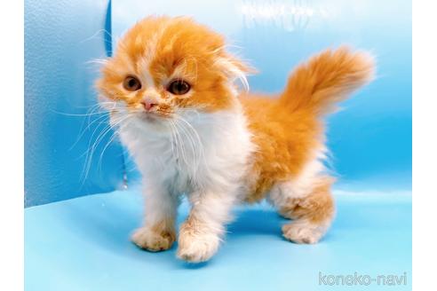 成約済の東京都のスコティッシュフォールド-39979の5枚目