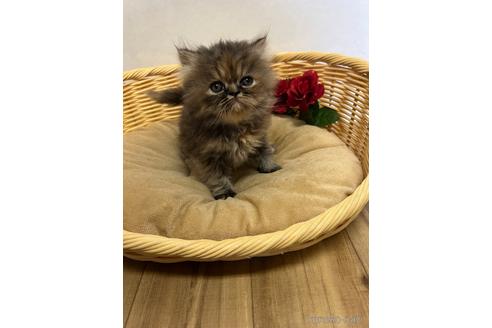 成約済の千葉県のエキゾチックロングヘア-36079