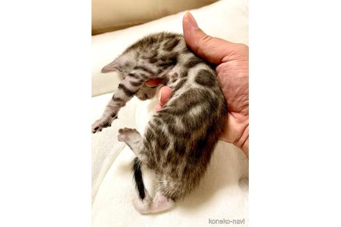 成約済の東京都のベンガル-38826の3枚目