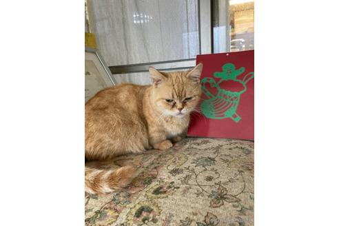 成約済の神奈川県のマンチカン-32648の19枚目