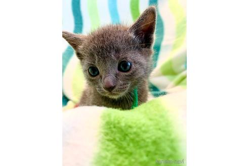 2024新入荷 東京都でロシアンブルーの子猫を探す（27ページ目）｜子猫 ウエイトトレーニング