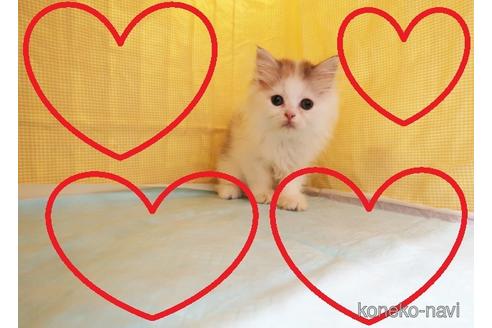 成約済の東京都のミヌエット-40316の1枚目