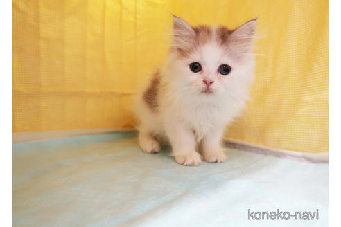 成約済の東京都のミヌエット-40316の2枚目