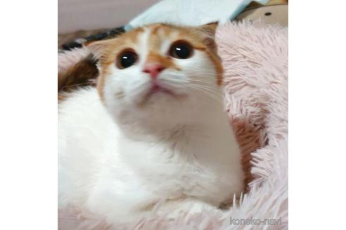 成約済の愛知県のスコティッシュフォールド-40365の5枚目