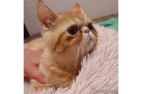 成約済の愛知県のエキゾチックショートヘア-40366の3枚目