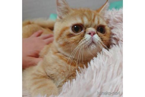 成約済の愛知県のエキゾチックショートヘア-40366の4枚目