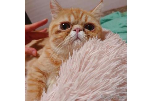 成約済の愛知県のエキゾチックショートヘア-40366の5枚目