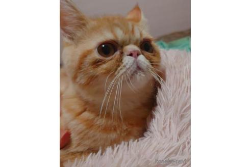 成約済の愛知県のエキゾチックショートヘア-40366の2枚目