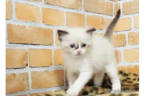 成約済の三重県のラグドール-40470の3枚目