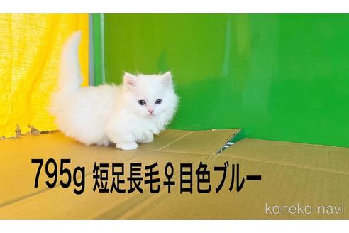 成約済の千葉県のミヌエット-40484の1枚目