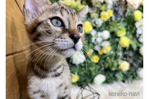 成約済の愛媛県のベンガル-40537の5枚目