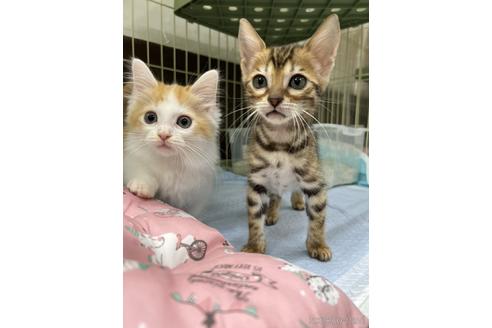 成約済の東京都のマンチカン-39359の3枚目