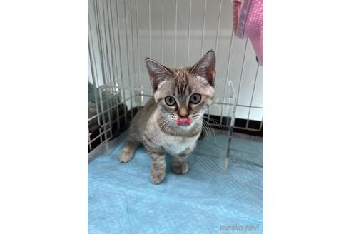 成約済の東京都のマンチカン-36068の2枚目