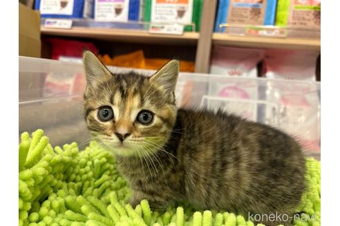 成約済の愛知県のマンチカン-40757の2枚目