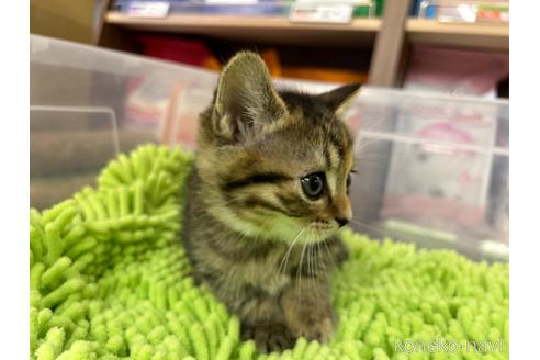 成約済の愛知県のマンチカン-40757の5枚目