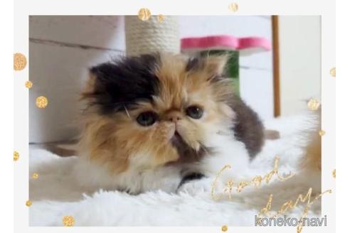 成約済の愛媛県のエキゾチックショートヘア-40841