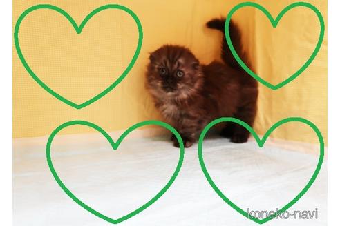 成約済の東京都のマンチカン-40845の1枚目