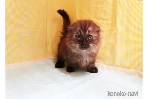 成約済の東京都のマンチカン-40845の2枚目