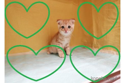 成約済の東京都のスコティッシュフォールド-40846の1枚目