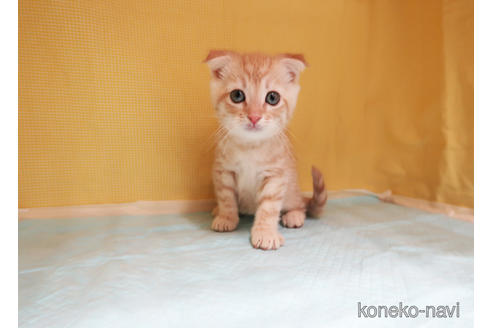 成約済の東京都のスコティッシュフォールド-40846の2枚目