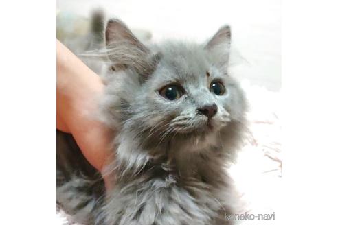 成約済の愛知県のミヌエット-40885の2枚目