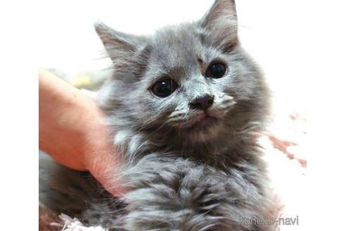 成約済の愛知県のミヌエット-40885の3枚目