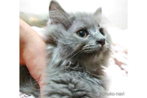 成約済の愛知県のミヌエット-40885の5枚目