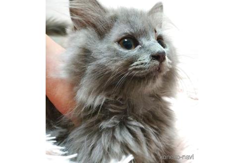 成約済の愛知県のミヌエット-40885の1枚目