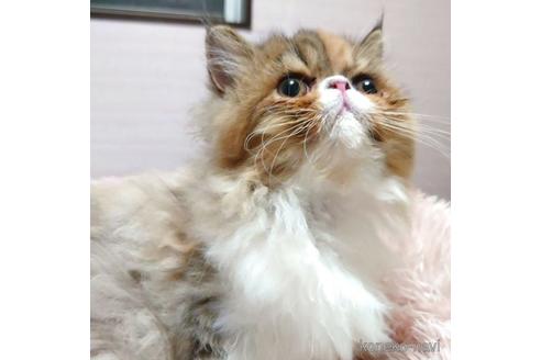 成約済の愛知県のエキゾチックショートヘア-40887の3枚目