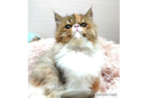 成約済の愛知県のエキゾチックショートヘア-40887の4枚目